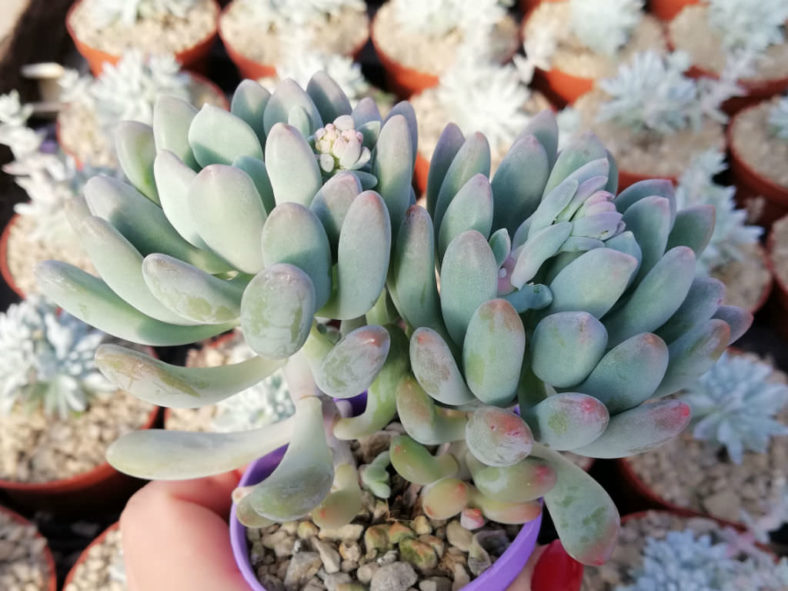 ×Pachyveria 'Clavifolia' (Jeweled Crown)