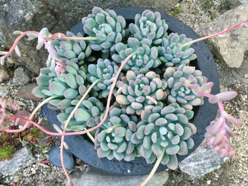 ×Pachyveria 'Clavifolia' (Jeweled Crown)
