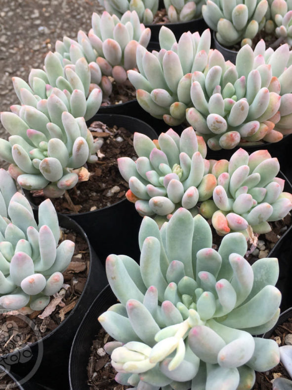 ×Pachyveria 'Clavifolia' (Jeweled Crown)