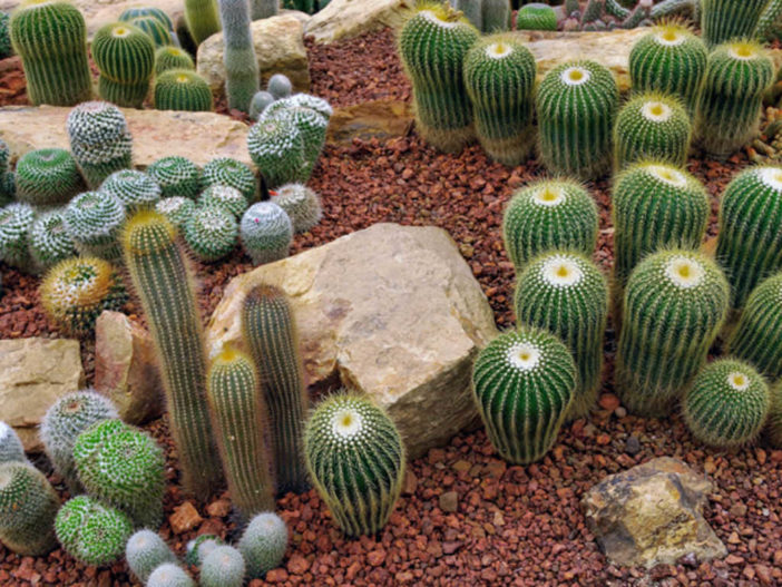 Reasons Your Cacti are Dying