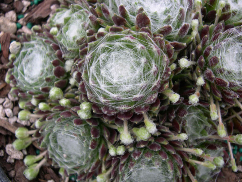 Sempervivum arachnoideum 'Emily' (Emily Cobweb Houseleek)