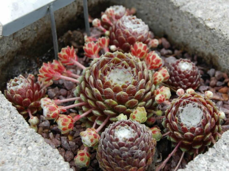 Sempervivum arachnoideum 'Emily' (Emily Cobweb Houseleek)