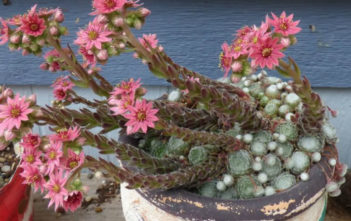 Sempervivum arachnoideum 'Emily' (Emily Cobweb Houseleek) Sempervivum arachnoideum 'Emily' (Emily Cobweb Houseleek)