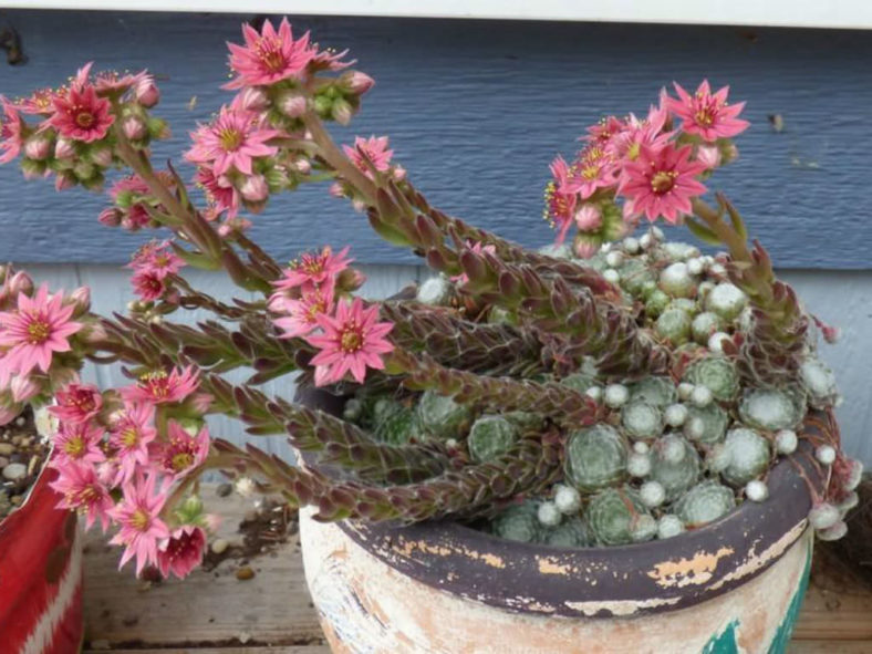 Sempervivum arachnoideum 'Emily' (Emily Cobweb Houseleek)