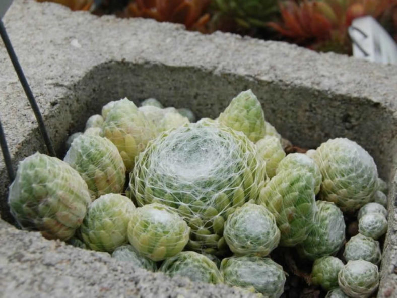 Sempervivum arachnoideum 'Emily' (Emily Cobweb Houseleek)