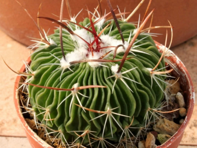 Stenocactus multicostatus (Brain Cactus)