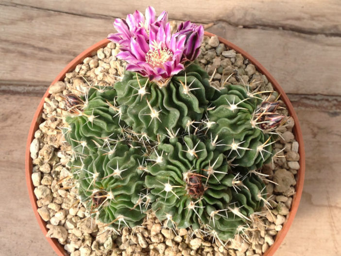 Stenocactus Multicostatus Brain Cactus World Of Succulents