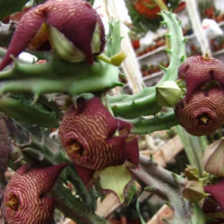 Tromotriche revoluta var. tigrida (Revolute-flowered Tromotriche)