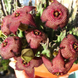 Tromotriche revoluta var. tigrida (Revolute-flowered Tromotriche)