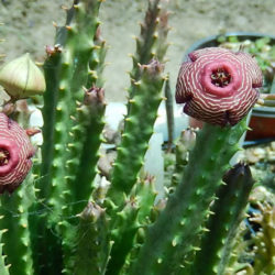 Tromotriche revoluta var. tigrida (Revolute-flowered Tromotriche)