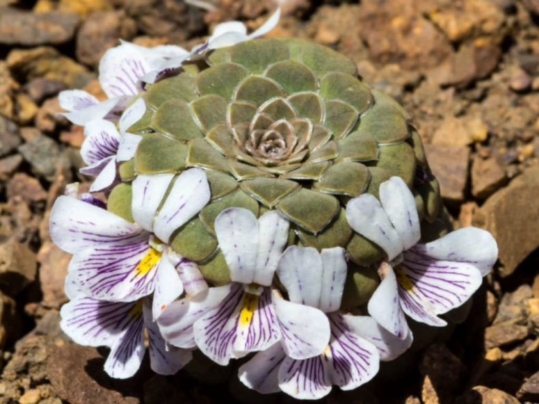 Viola columnaris