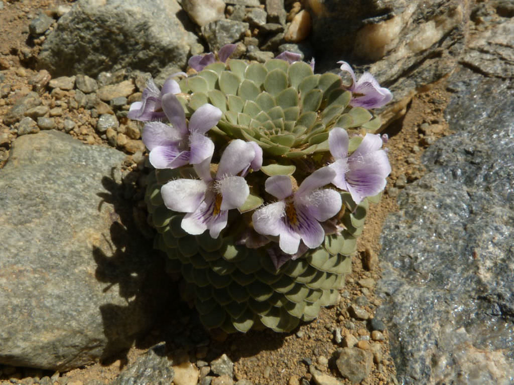 Viola columnaris