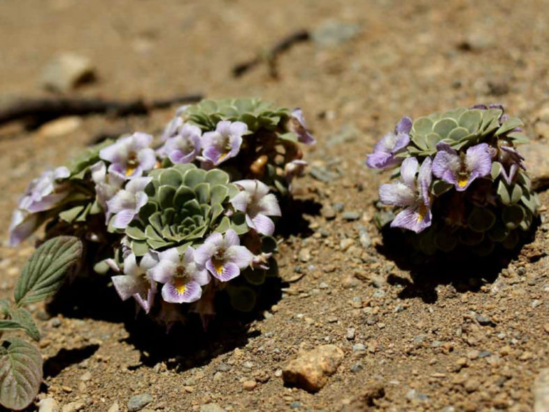 Viola columnaris