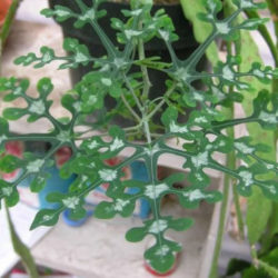 Adenia perrieri (Bottle Tree)