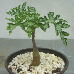 Adenia perrieri (Bottle Tree)