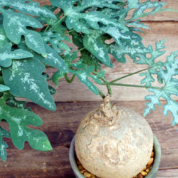 Adenia perrieri (Bottle Tree)