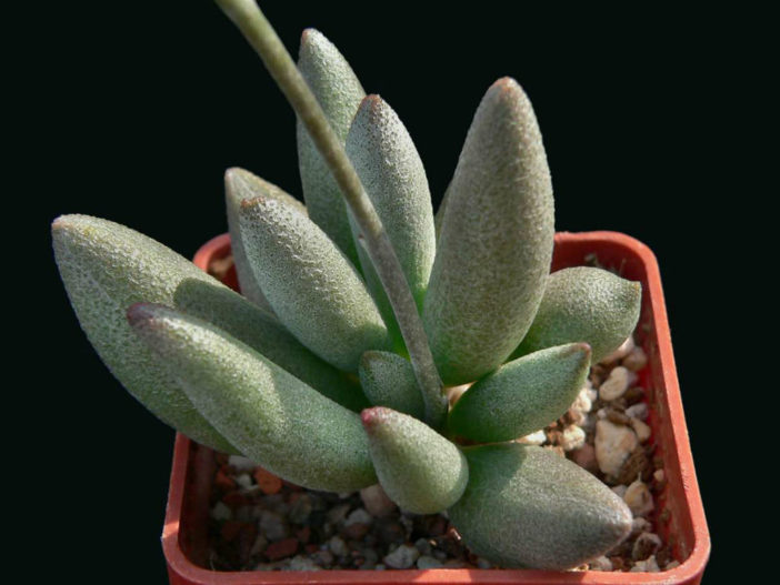 Adromischus marianiae var. immaculatus (Adromischus marianae var. immaculatus)