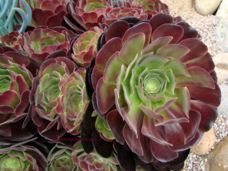 Aeonium 'Velour' - World of Succulents