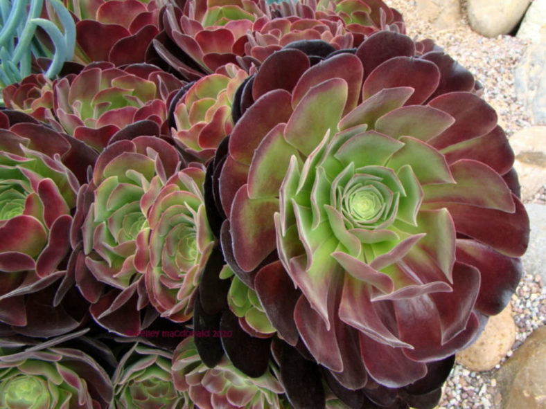 Aeonium 'Velour'