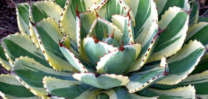 Agave 'Desert Diamond' - World of Succulents