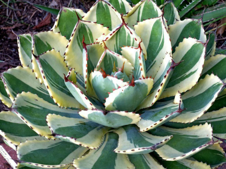 Agave 'Desert Diamond' (Variegated Butterfly Agave)