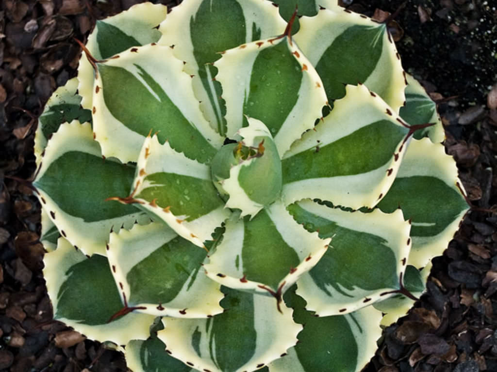Agave 'Desert Diamond' - World of Succulents