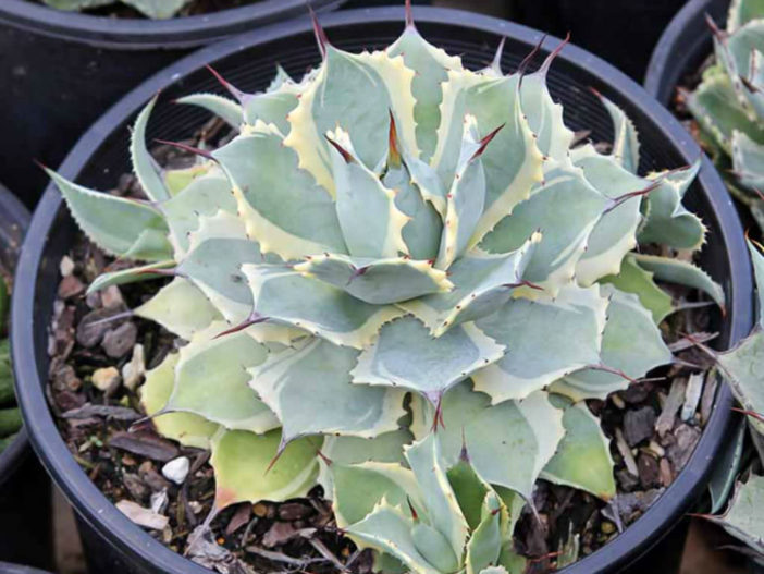 Agave potatorum 'Eye Scream' (Variegated Butterfly Agave)