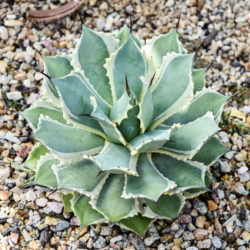 Agave potatorum 'Eye Scream' (Variegated Butterfly Agave)