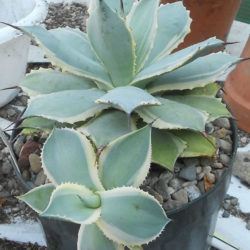 Agave potatorum 'Eye Scream' (Variegated Butterfly Agave)