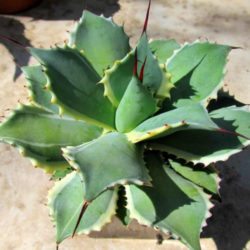 Agave potatorum 'Eye Scream' (Variegated Butterfly Agave)