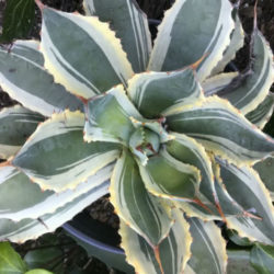 Agave potatorum 'Snowfall' (Variegated Butterfly Agave)