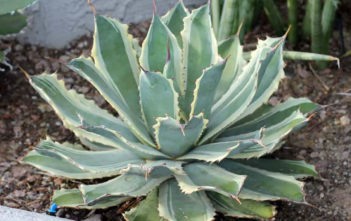 Agave potatorum 'Snowfall' (Variegated Butterfly Agave) Agave potatorum 'Snowfall' (Variegated Butterfly Agave)