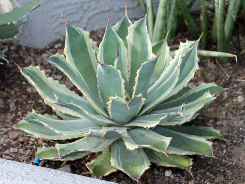 Agave potatorum 'Snowfall' (Variegated Butterfly Agave)