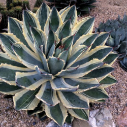 Agave potatorum 'Snowfall' (Variegated Butterfly Agave)