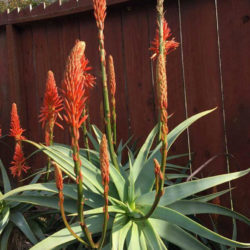 Aloe arborescens 'Spineless' (Toothless Torch Aloe)