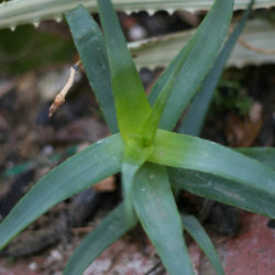 Aloe arborescens 'Spineless' (Toothless Torch Aloe)