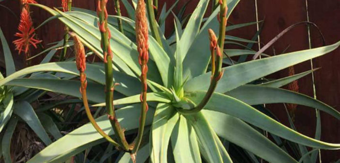 ＡＬＯＥです。 Aloe delicatifolia x 1・2枚目は☝️ほぼデリカテになりつつある