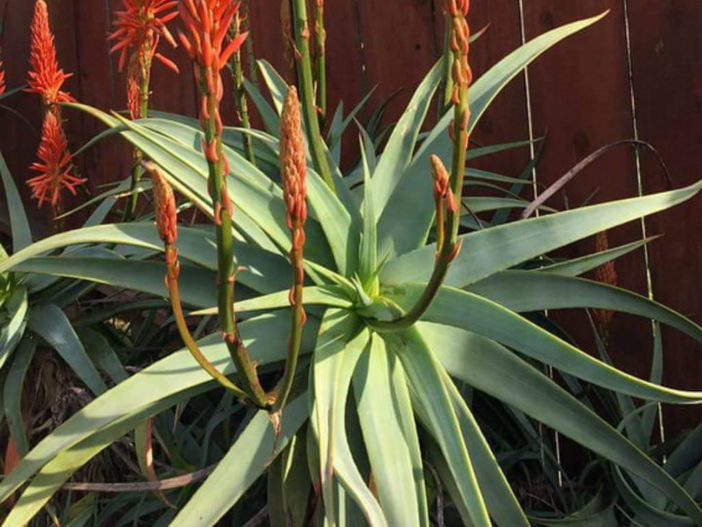 Aloe arborescens 'Spineless' (Toothless Torch Aloe)