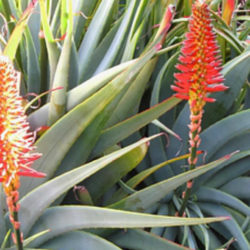 Aloe arborescens 'Spineless' (Toothless Torch Aloe)