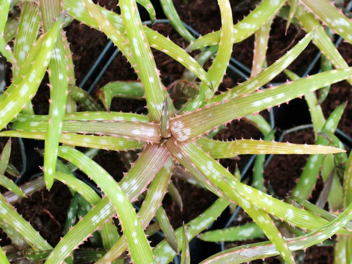 Aloe bakeri (Baker Aloe)