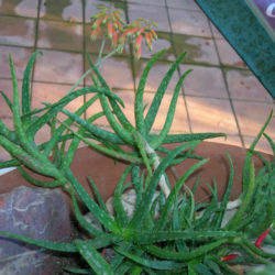 Aloe bakeri (Baker Aloe)