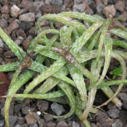 Aloe bakeri (Baker Aloe)