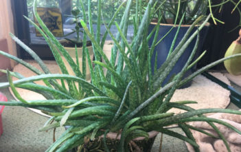 7 Steps to Fix a Wilting Aloe vera Aloe vera