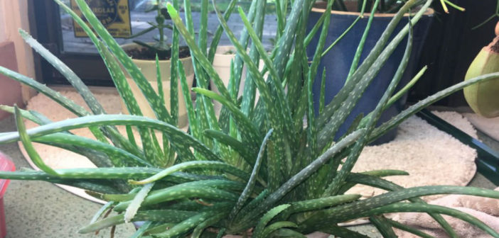 7 Steps To Fix A Wilting Aloe Vera World Of Succulents