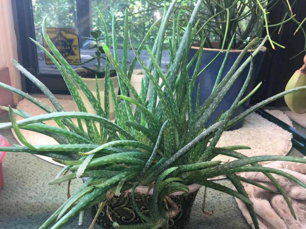 7 Steps To Fix A Wilting Aloe Vera World Of Succulents