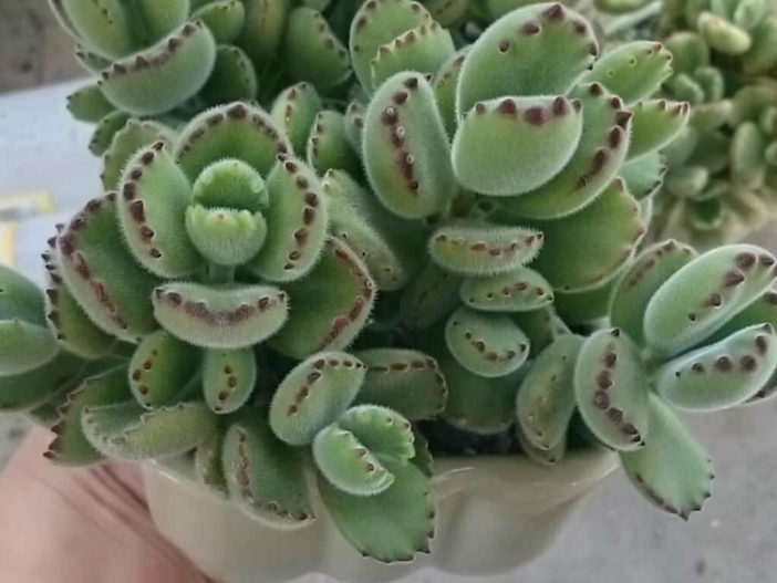 Grow and Care Bear's Paw (Cotyledon tomentosa)