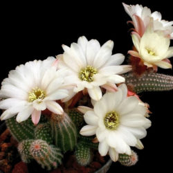 Echinopsis 'Westfield Alba' (Peanut Cactus), aka Echinopsis chamaecereus 'Westfield Alba' or x Chamaelobivia 'Westfield Alba'