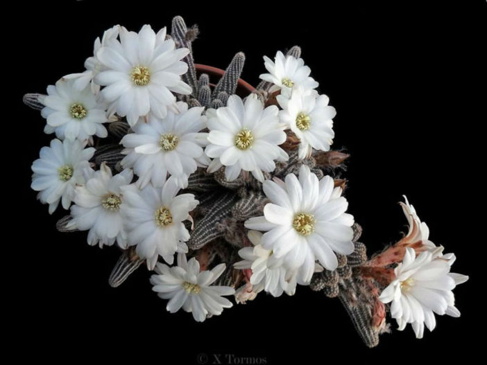 Chamaelobivia 'Westfield Alba' (Peanut Cactus)