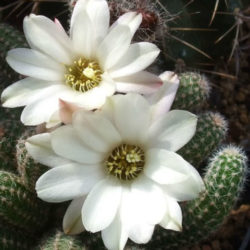 Chamaelobivia 'Westfield Alba' (Peanut Cactus)