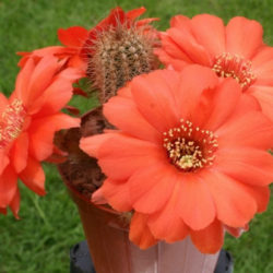 Echinopsis 'Wotan' (Peanut Cactus), aka Echinopsis chamaecereus 'Wotan' or ×Chamaelobivia 'Wotan'